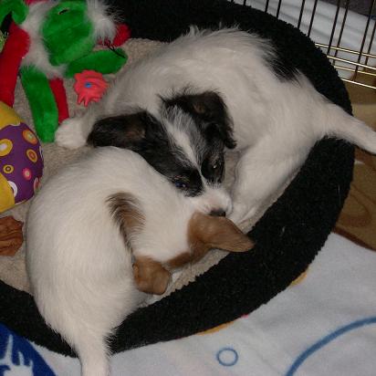 Balloon Juice » Puppy Update