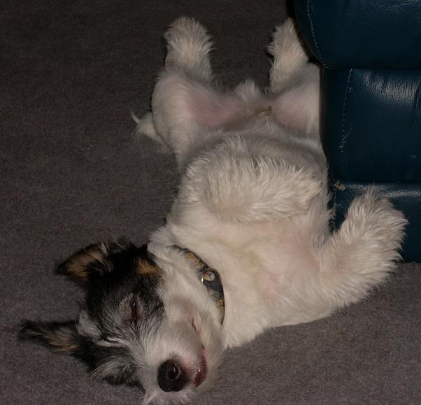 No puppies were harmed taking