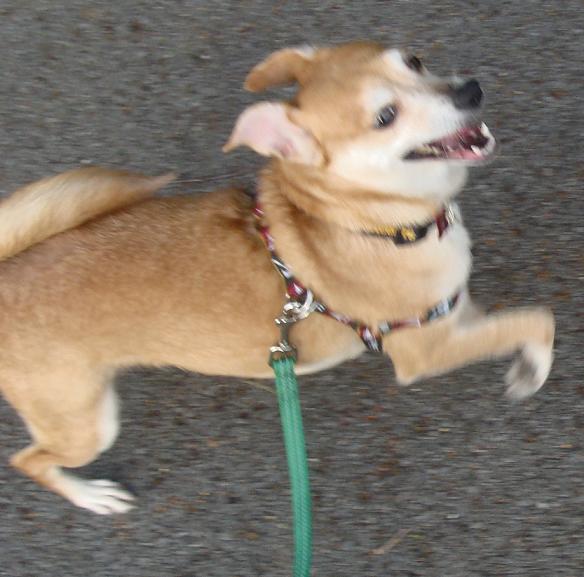 Excited Dog Tongue America S Funniest Video Excited Dog Tongue America S Funniest Video