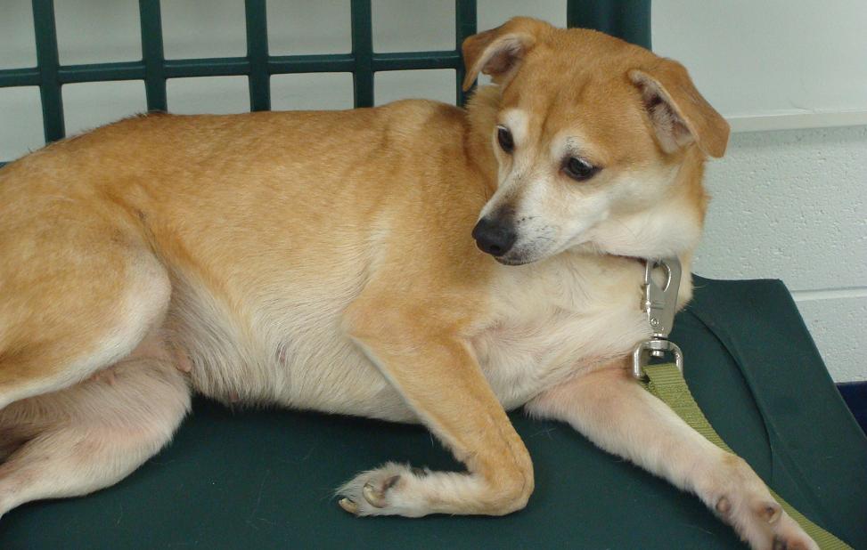 bite statistics golden retriever pit bull attack statistics defend pit bulls upcomingcarshq bite statistics golden retriever pit bull attack statistics defend pit bulls upcomingcarshq