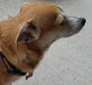 Dog Grooming Key Largo Florida Dog Grooming Key Largo Florida