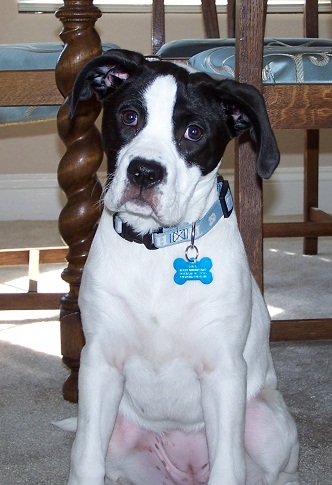 Dog Rescue Durham Region Hartlepool Dog Rescue Durham Region Hartlepool