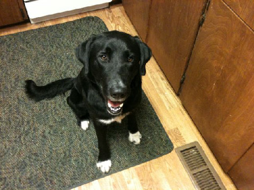 australian cattle lab mix black lab australian cattle mix australian cattle lab mix black lab australian cattle mix