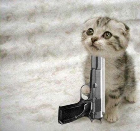 pics of kittens with guns