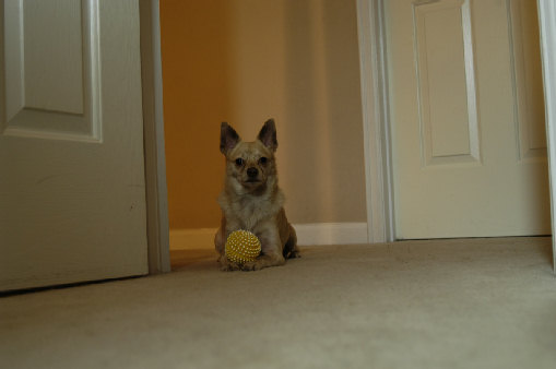 Video Of Cat Keeping Ball Away From Dog Video Of Cat Keeping Ball Away From Dog