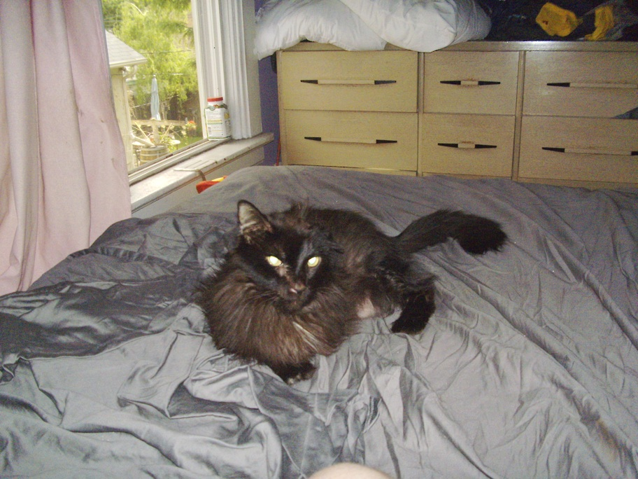 Cats Separated From Sibling Losing Hair Cats Separated From Sibling Losing Hair