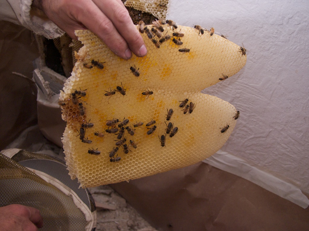 Obama Bees