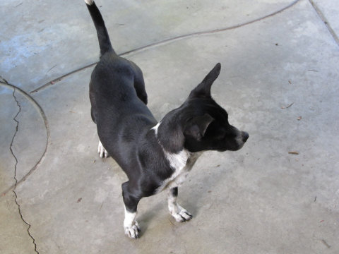 Rescue Dogs Near Owensboro Ky Rescue Dogs Near Owensboro Ky