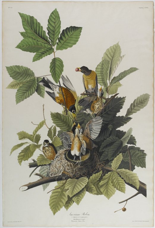 tags: Real wife movies 18 yr Brooklyn Museum American Robin John J. Audubon tags: Real wife movies 18 yr