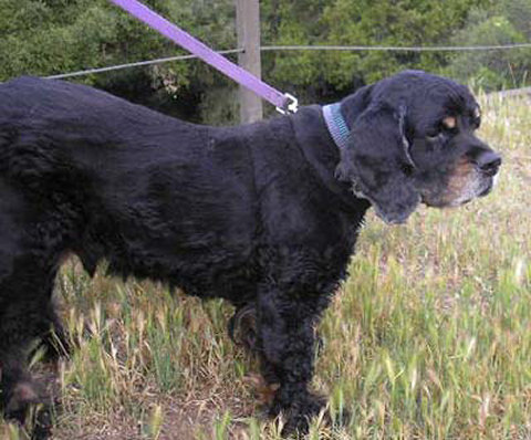 Dog Rescue Southern Vermont Dog Rescue Southern Vermont