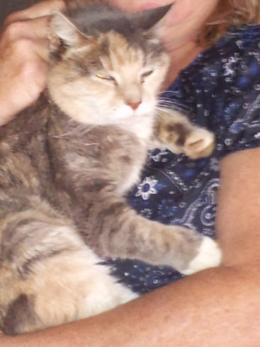 Samantha Cat