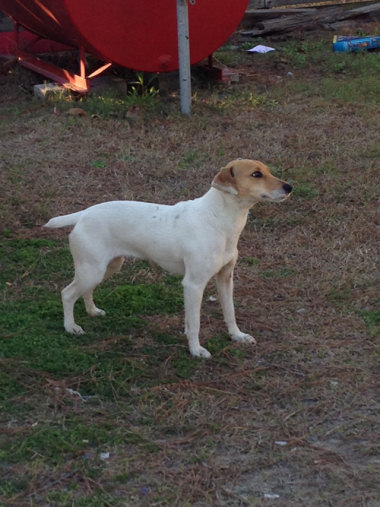 puppy rescue nc rescue bleg central carolina balloon juice puppy rescue nc rescue bleg central carolina balloon juice