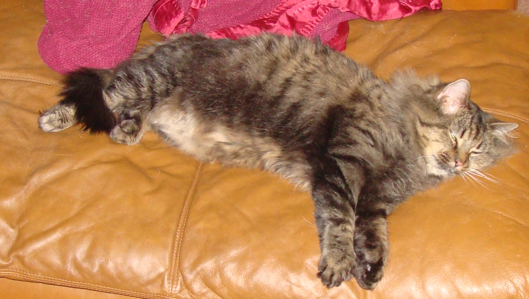 Best Cat Insurance Include Neuter And Vaccinations Cover Best Cat Insurance Include Neuter And Vaccinations Cover