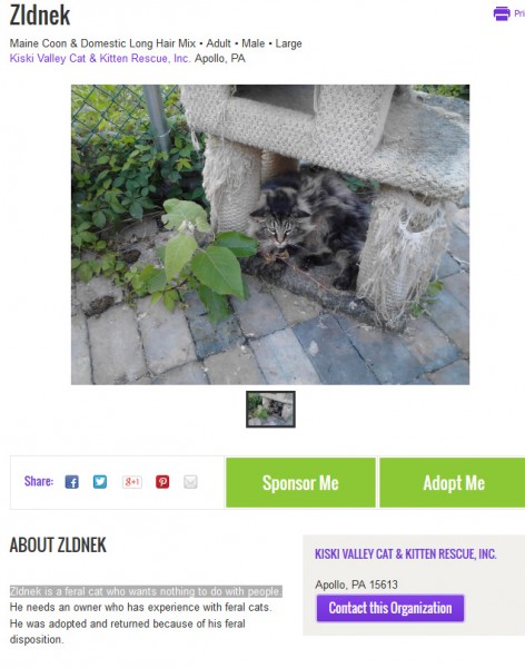 Https Www Petfinder Com Dog Natalie Mo Saint Louis Act Now Rescue Mo Https Www Petfinder Com Dog Natalie Mo Saint Louis Act Now Rescue Mo