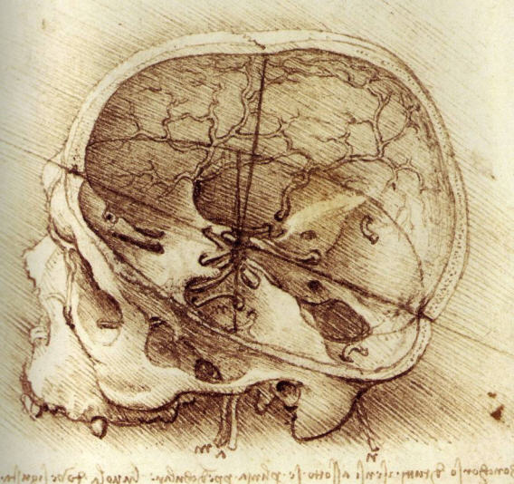 leonardo-da-vinci-anatomy » Balloon Juice