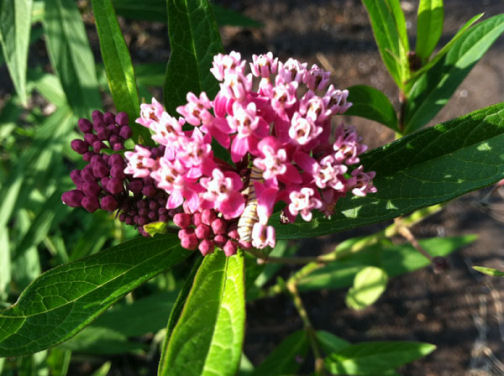 ndfg monarchCaterpillar