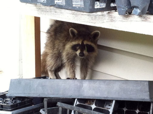 ndfg raccoon