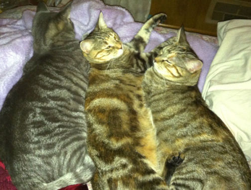 ndfg threeSleepingCats