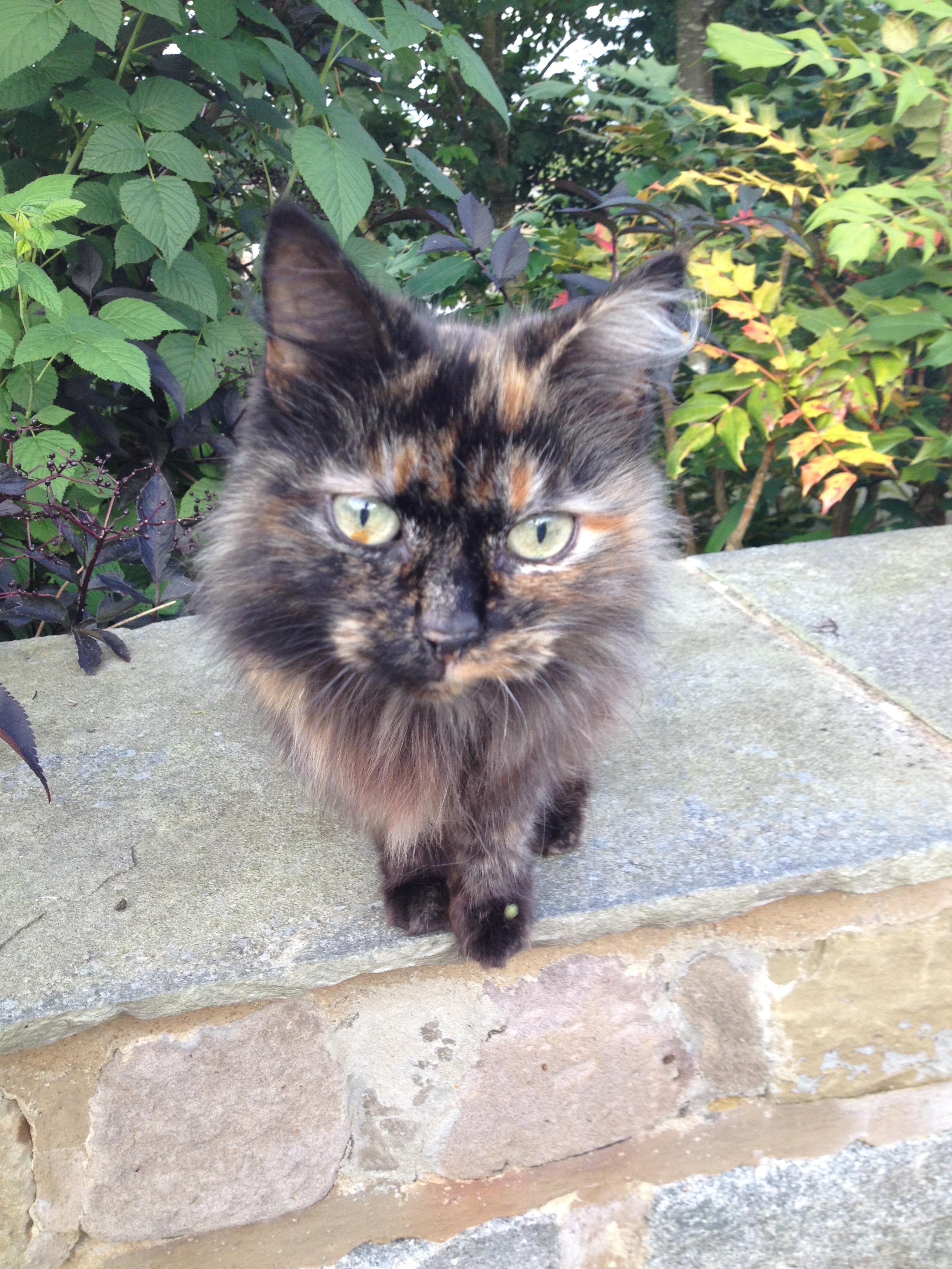 Missing Tortie And White Cat Stretford Missing Tortie And White Cat Stretford