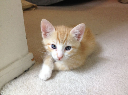 Kitten Kaboodle Cat Food Ingredients Kitten Kaboodle Cat Food Ingredients