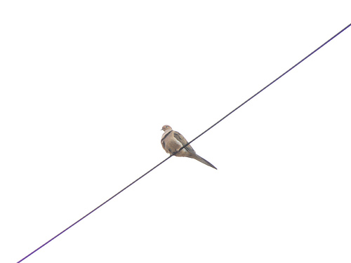 pigeon-on-a-wire