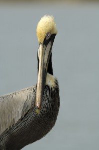 brownpelicanbillstripli