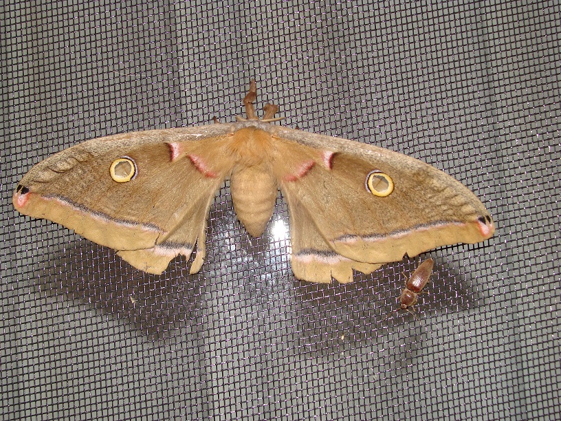 Types Of Large Moths In Kentucky