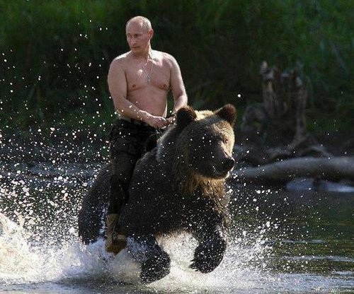 Putin-rides-a-bear-500.jpg (500×416) | Meanwhile in russia ...