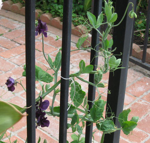 west coast sunday morning garden chat: sweet peas & sweet pets