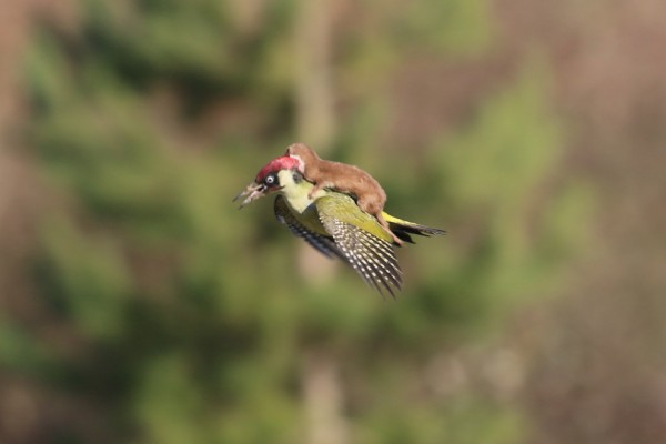 woodpecker-weasel