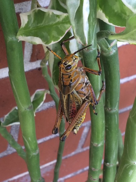 Grasshopper Too Menu Kitchen Nightmares Grasshopper Too Menu Kitchen Nightmares