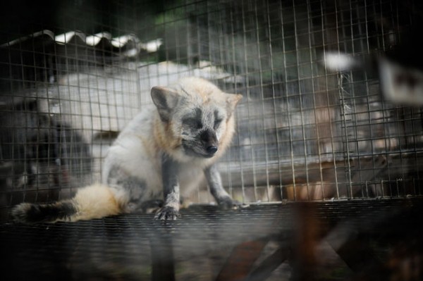 Photo of fur farmed fox by Jo-Anne McArthur / The Ghosts in Our Machine. Used with permission.