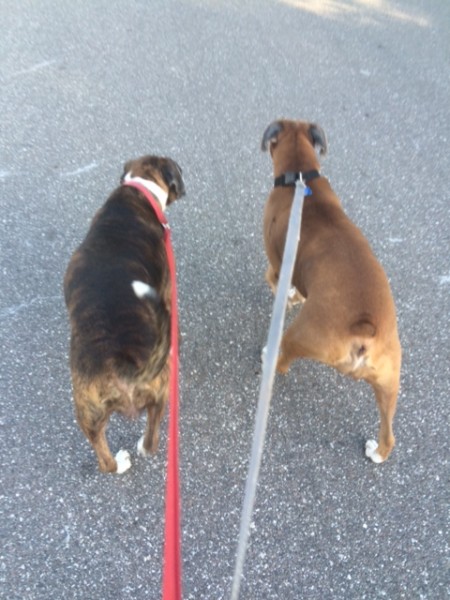 Dog Walking Insurance Long Island Dog Walking Insurance Long Island