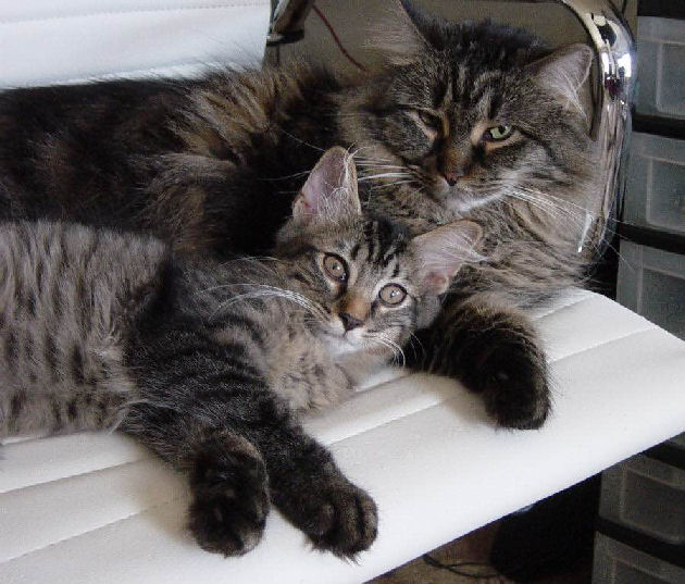 Rj Cat Connection Blind Ef Bf Bd Volant Rj Cat Connection Blind Ef Bf Bd Volant