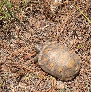 gopher tortoise June 2016