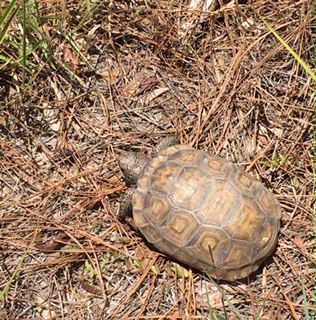 How Did Tortoise Get To Golaopgos Island How Did Tortoise Get To Golaopgos Island