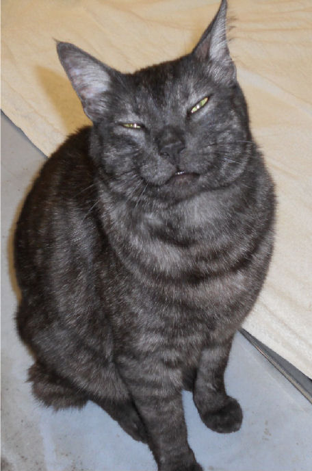 My Cat Ran Away How Can I Find It My Cat Ran Away How Can I Find It
