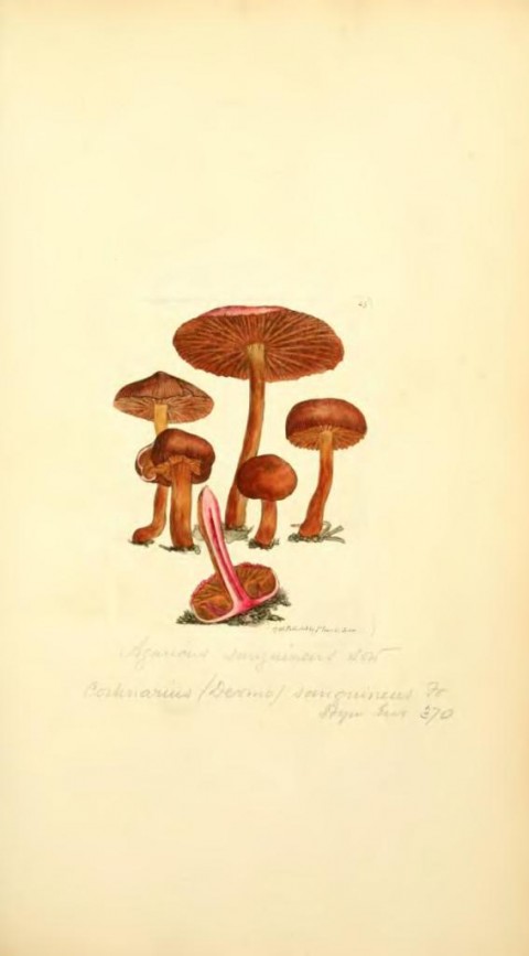 Coloured_Figures_of_English_Fungi_or_Mushrooms.djvu