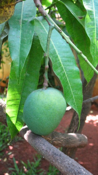 Mango Hills Garden Cafe Wedding Rates Mango Hills Garden Cafe Wedding Rates