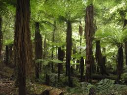 Lovely Te Urewera