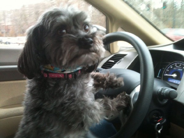 Dog Cat Traveling Image Dog Cat Traveling Image
