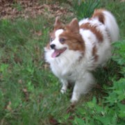 Papillion Dog Rescue Australia Papillion Dog Rescue Australia