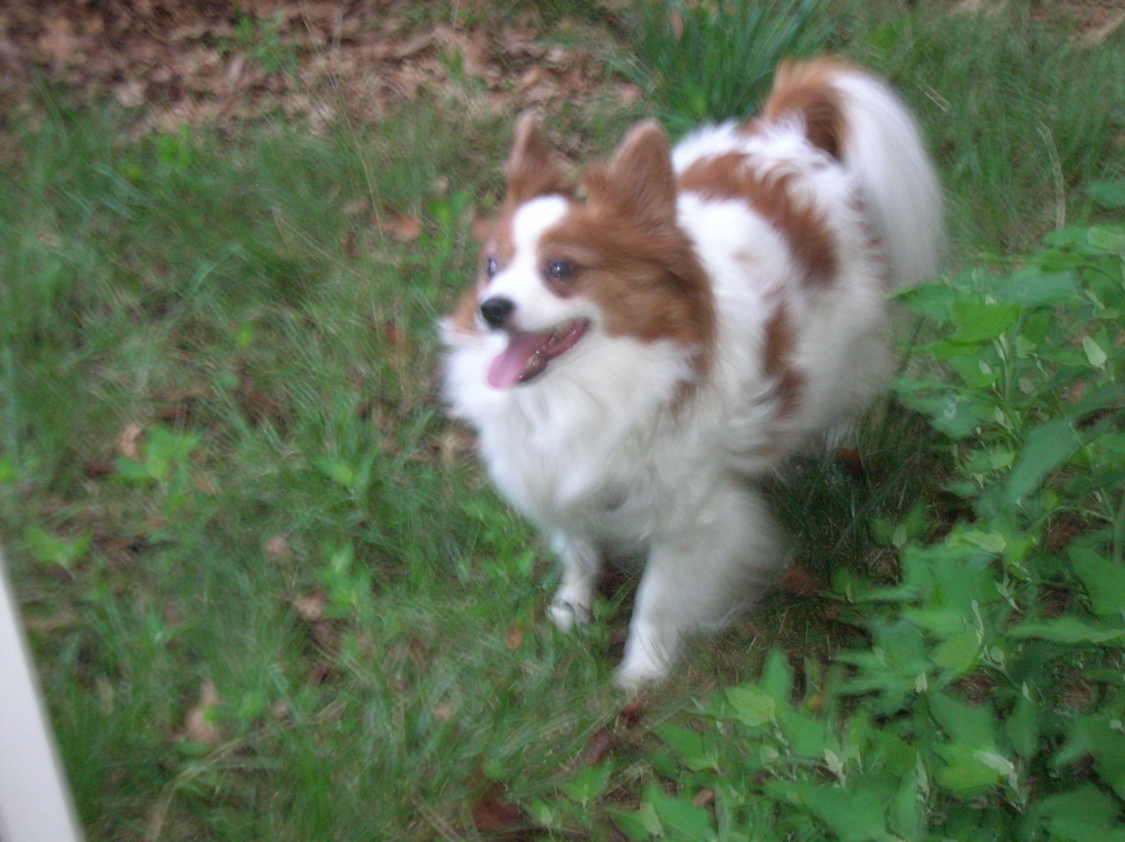 papillon rescue friday morning open thread happy international day balloon juice papillon rescue friday morning open thread happy international day balloon juice