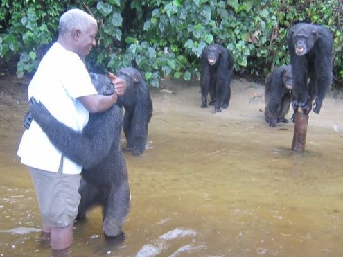 Caregiver with chimps.