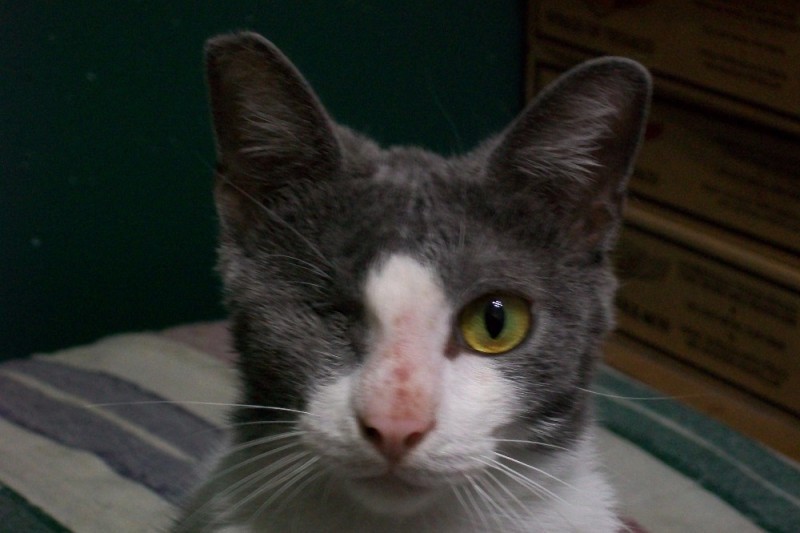 Disabled Cat Rescue Madison Wi Disabled Cat Rescue Madison Wi