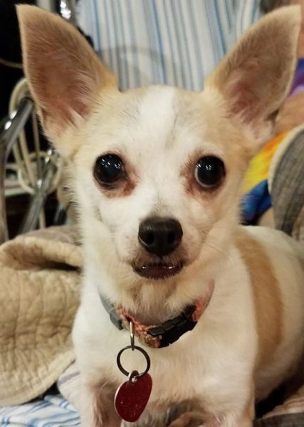 Laurie S Dog Grooming Kanata Laurie S Dog Grooming Kanata