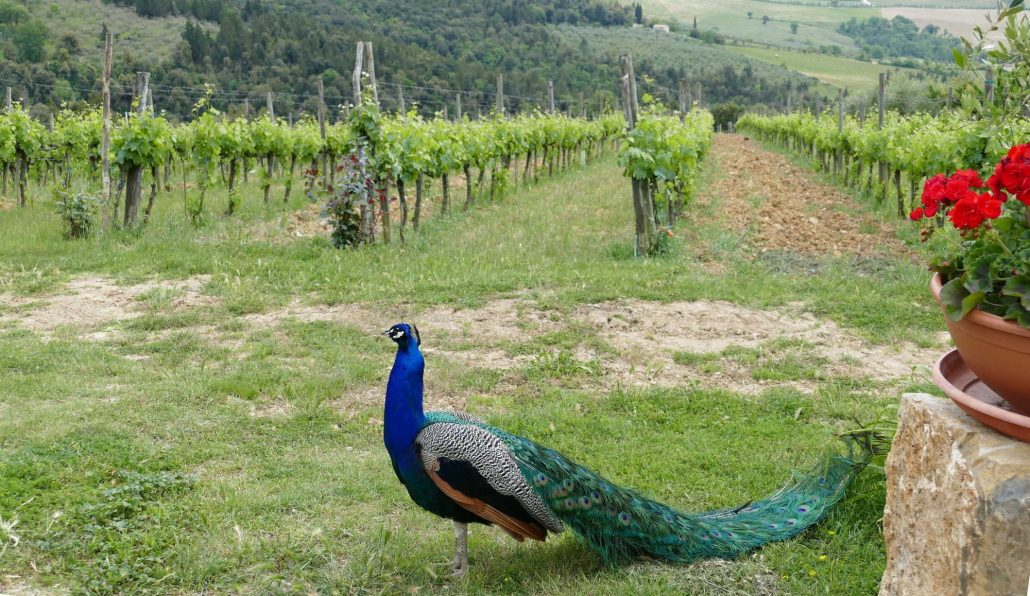 1000274 Peacock at Tenuta Casa Nova
