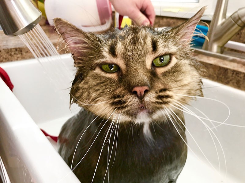 Halfway Home Cat Rescue Chicopee Halfway Home Cat Rescue Chicopee