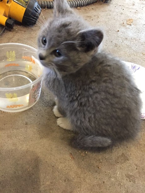 gray kittens for adoption
