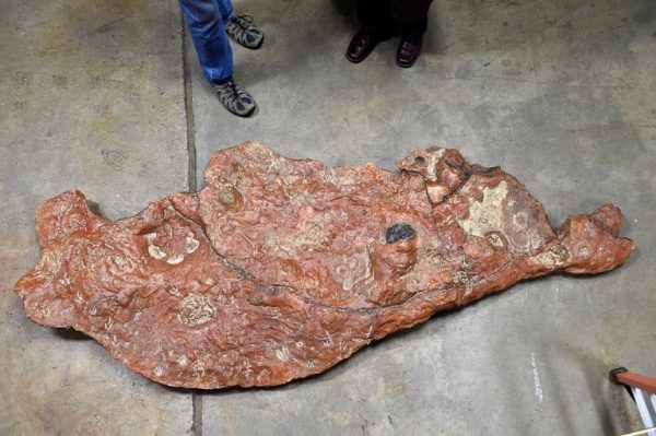 Stone Slab Found On Oak Island Missile Pact Stone Slab Found On Oak Island Missile Pact